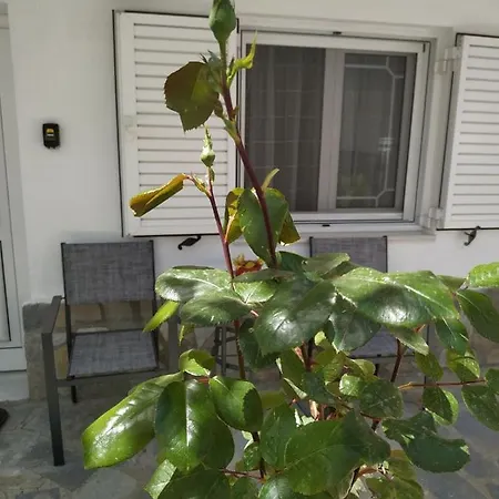 Chrysanty's Tea House Kalambaka