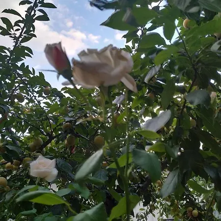 Chrysanty's Tea House Калампака