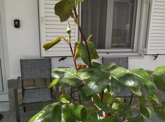 Chrysanty's Tea House Kalambaka