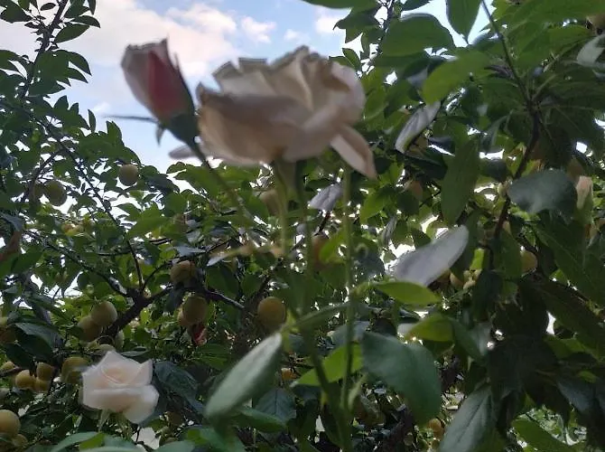 Chrysanty's Tea House Kalambaka